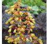 Гейхера Джинжер Алле (Ginger Alle ®) С1